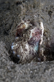 North Sulawesi-2018-DSC04216_rc- Coconut octopus - Poulpe coco - Amphioctopus marginatus